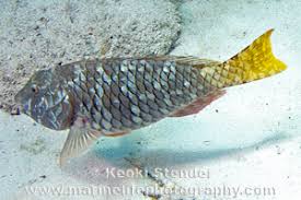 Image result for Sparisoma rubripinne