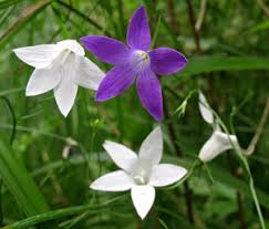 Attēlu rezultāti vaicājumam “Oenothera rubricauli flower”