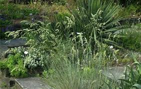 Attēlu rezultāti vaicājumam “Helictotrichon pratense leaf”