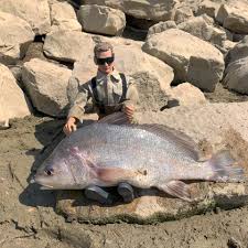 Image result for Aplodinotus grunniens