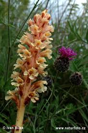 Attēlu rezultāti vaicājumam “Orobanche elatior flower”