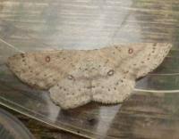 Attēlu rezultāti vaicājumam “Cyclophora albipunctata”