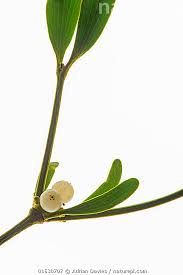 Attēlu rezultāti vaicājumam “Viscum album fruit”