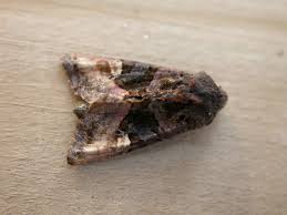 Attēlu rezultāti vaicājumam “Euplexia lucipara”