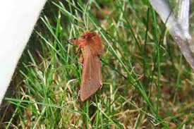 Attēlu rezultāti vaicājumam “Phragmatobia fuliginosa imago”