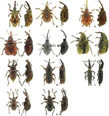 Attēlu rezultāti vaicājumam “Apionidae”