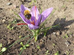 Attēlu rezultāti vaicājumam “Crocus”