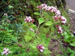 Attēlu rezultāti vaicājumam “Origanum vulgare flower”