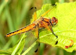 Attēlu rezultāti vaicājumam “Libellula fulva”