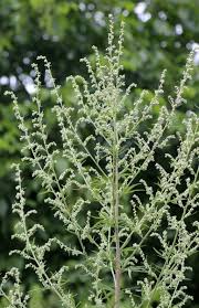 Attēlu rezultāti vaicājumam “Artemisia vulgaris bud”