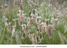 Attēlu rezultāti vaicājumam “Plantaginaceae”