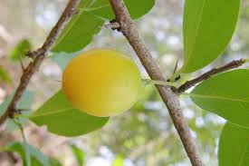 Attēlu rezultāti vaicājumam “Cyperus fuscus fruit”