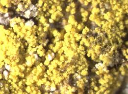 Attēlu rezultāti vaicājumam “Chrysothrix candelaris”