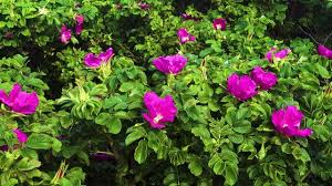 Attēlu rezultāti vaicājumam “Rosa majalis”