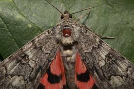 Attēlu rezultāti vaicājumam “Catocala nupta”