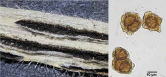 Attēlu rezultāti vaicājumam “Helictotrichon pubescens”