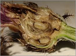 Attēlu rezultāti vaicājumam “Urophora jaceana”