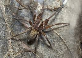 Attēlu rezultāti vaicājumam “Agroeca brunnea”