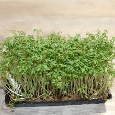 Image result for Gartenkresse