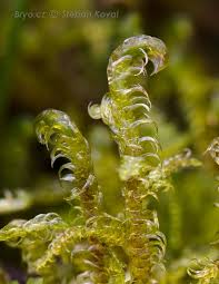 Attēlu rezultāti vaicājumam “Hamatocaulis vernicosus”