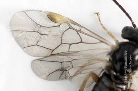 Attēlu rezultāti vaicājumam “Pontania proxima”