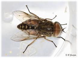 Attēlu rezultāti vaicājumam “Tabanidae”