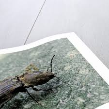 Attēlu rezultāti vaicājumam “Prosternon tessellatum”