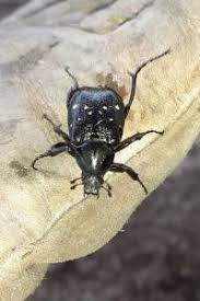 Attēlu rezultāti vaicājumam “Gnorimus variabilis”