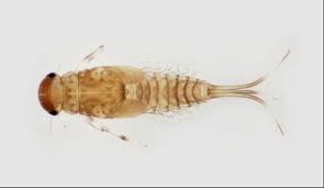 Attēlu rezultāti vaicājumam “Ephemeroptera”