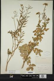 Attēlu rezultāti vaicājumam “Sinapis alba leaf”