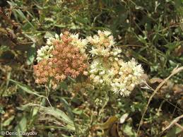 Attēlu rezultāti vaicājumam “Hylotelephium maximum flower”