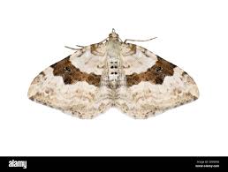 Attēlu rezultāti vaicājumam “Xanthorhoe montanata”