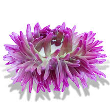 Image result for Anemonenarten