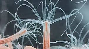 Attēlu rezultāti vaicājumam “Urocystis anemones”