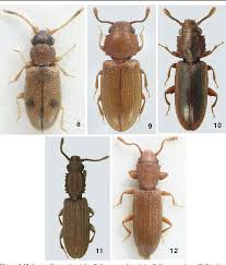 Attēlu rezultāti vaicājumam “Cucujidae”