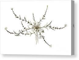 Attēlu rezultāti vaicājumam “Sagina nodosa”