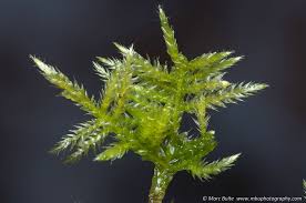 Attēlu rezultāti vaicājumam “Cirriphyllum piliferum”