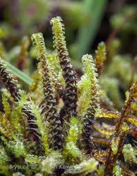 Attēlu rezultāti vaicājumam “Paludella squarrosa”