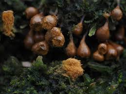 Attēlu rezultāti vaicājumam “Hemitrichia decipiens spores”