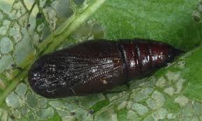 Attēlu rezultāti vaicājumam “Chiasmia clathrata”