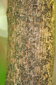 Attēlu rezultāti vaicājumam “Viburnum opulus bud”