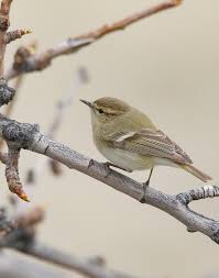 Image result for Phylloscopus humei