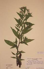 Attēlu rezultāti vaicājumam “Symphyotrichum x salignum”