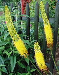 Image result for Steppenkerze