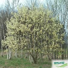 Attēlu rezultāti vaicājumam “Salix caprea”