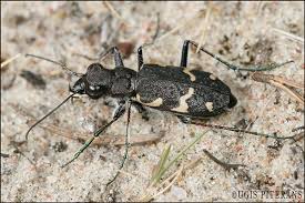 Attēlu rezultāti vaicājumam “Harminius undulatus”