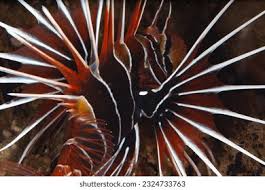 Image result for Pterois radiata