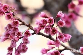 Image result for 緋寒桜