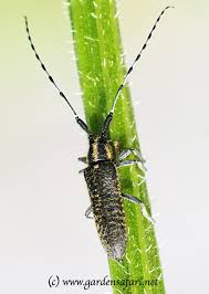 Attēlu rezultāti vaicājumam “Agapanthia villosoviridescens”