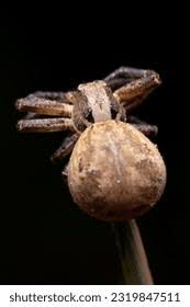 Attēlu rezultāti vaicājumam “Xysticus ulmi adult”